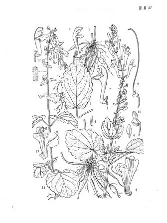 紫心黃芩 紫心黃芩
