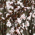 櫻桃李(植物) 櫻桃李(植物)