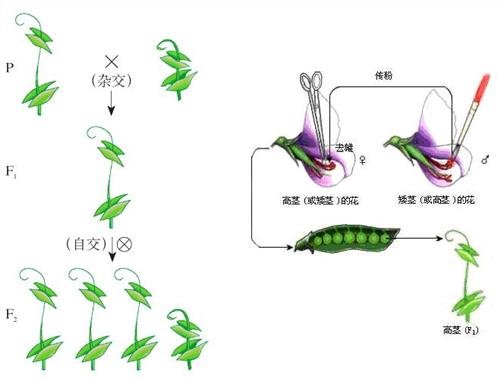 孟德爾豌豆雜交實驗