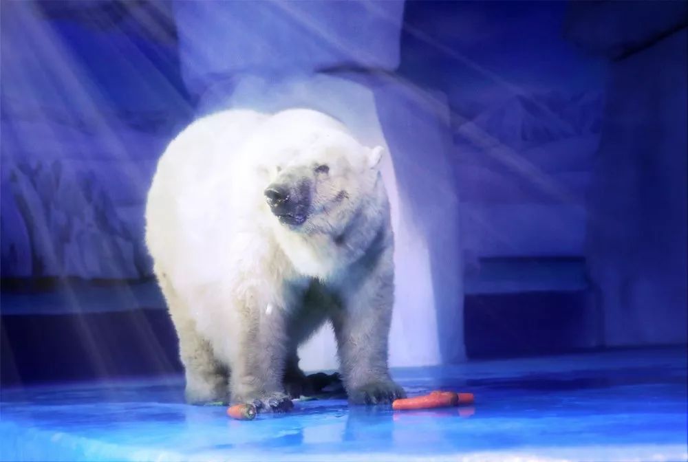 北極熊安安