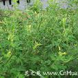 白花菜屬