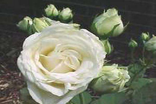 Rosa \x27Paloma Blanca\x27 Rosa \x27Paloma Blanca\x27
