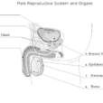 男性生殖系統
