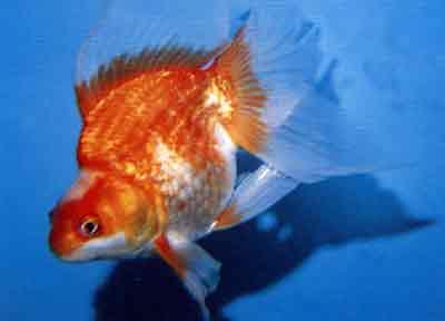 紅白花琉金金魚