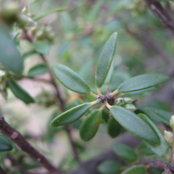 Acrotriche cordata