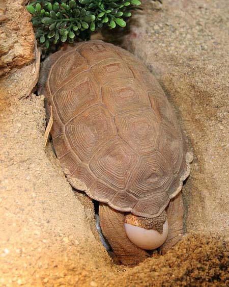 卡魯海角陸龜
