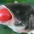沙湖大魚頭 沙湖大魚頭