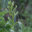 厚瓣玉鳳花(雞腎參(雞腎參)) 厚瓣玉鳳花(雞腎參(雞腎參))