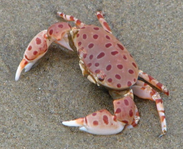 紅斑斗蟹