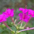 晚飯花(植物)
