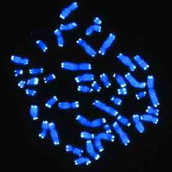 染色體末端的端粒