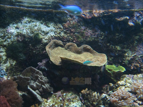 摩納哥海洋博物館中的海底景色