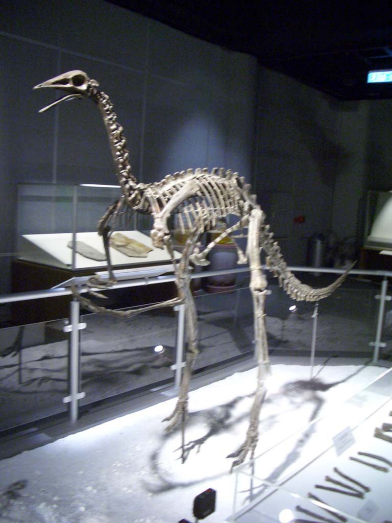 古似鳥龍的骨架 位於香港科學館