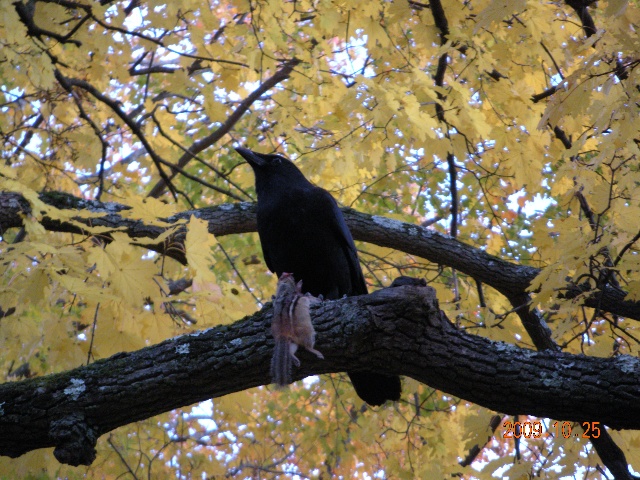 烏鴉掛在樹梢上