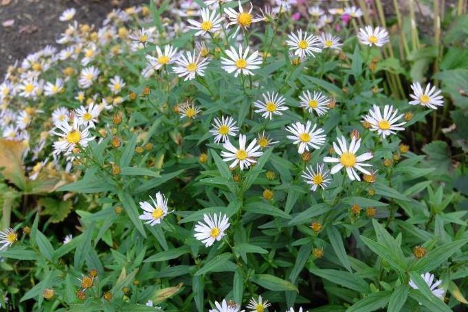 Boltonia asteroides var. latisquama \x27Nana\x27 Boltonia asteroides var. latisquama \x27Nana\x27