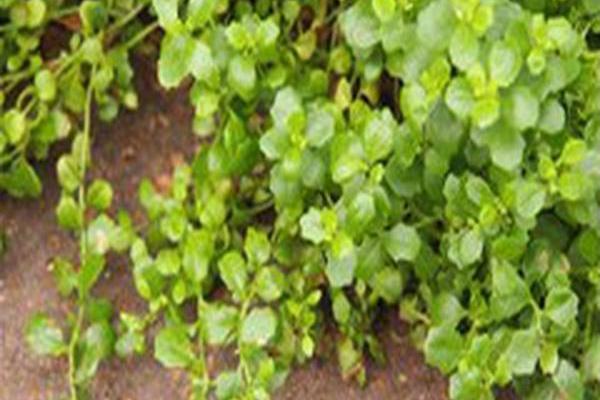 Baccharis pilularis \x27Pigeon Point\x27