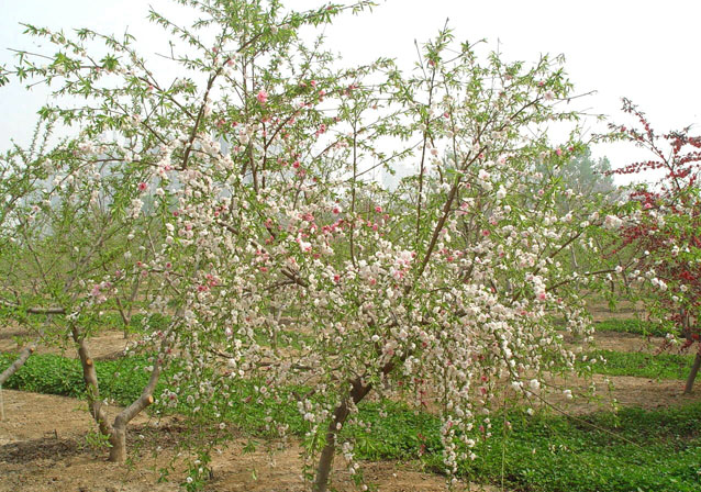 鴛鴦垂枝 鴛鴦垂枝