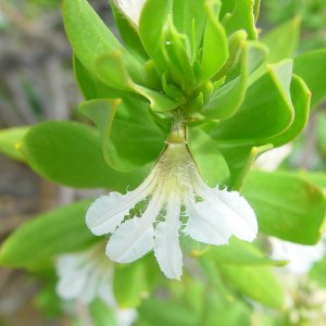 Scaevola kallophylla