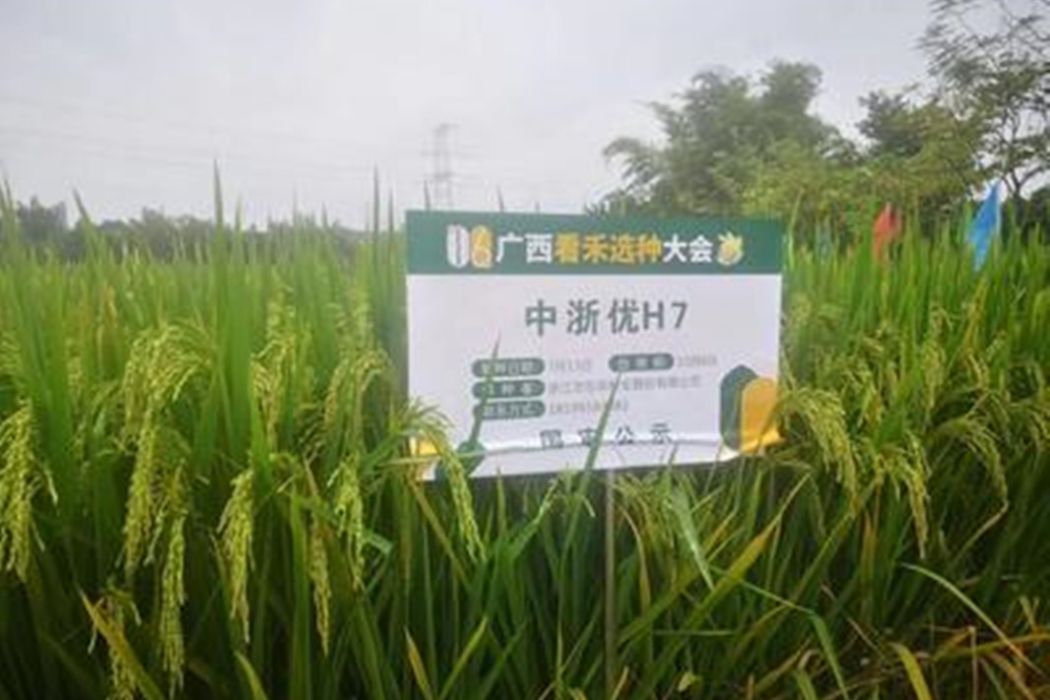 中浙優H7 中浙優H7