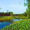 江蘇南京長江新濟洲國家濕地公園