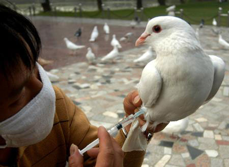 鴿禽流感預防