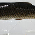 黃山泉水魚 黃山泉水魚