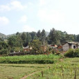 小梨村 小梨村