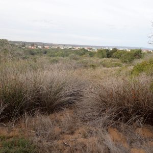 Thamnochortus erectus