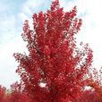紅冠紅楓 紅冠紅楓