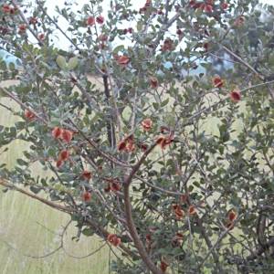 Combretum hereroense