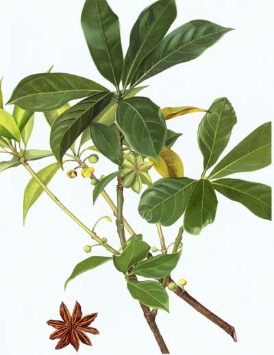茴香烯 茴香烯