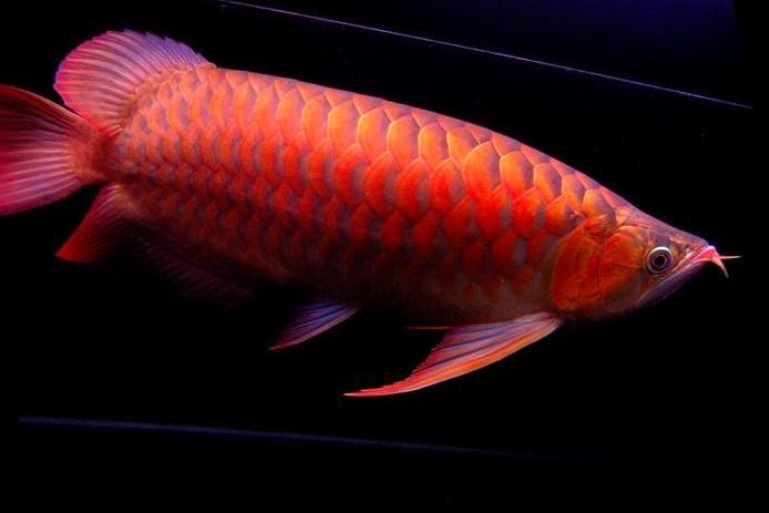 紅龍魚吧 紅龍魚吧