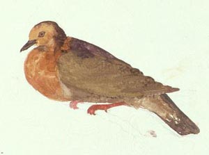 福斯特繪製的塔島雞鳩