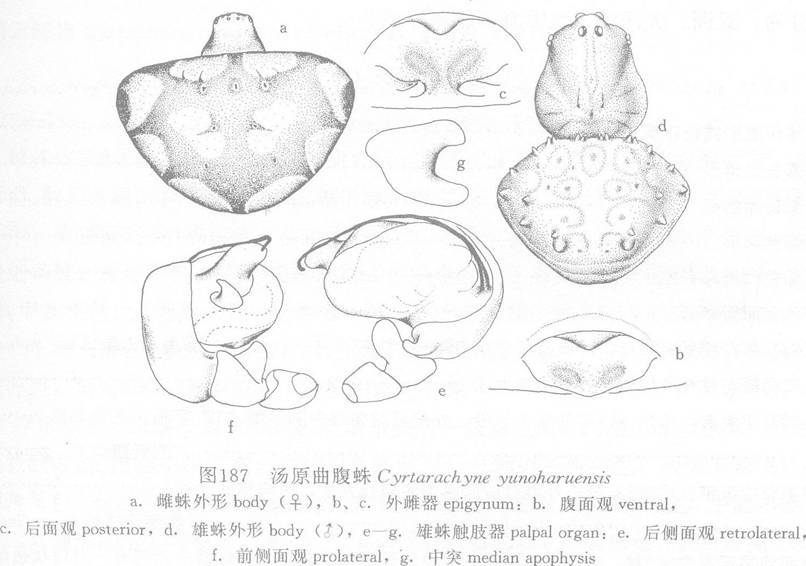 湯原曲腹蛛
