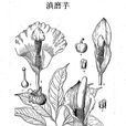 滇磨芋 滇磨芋