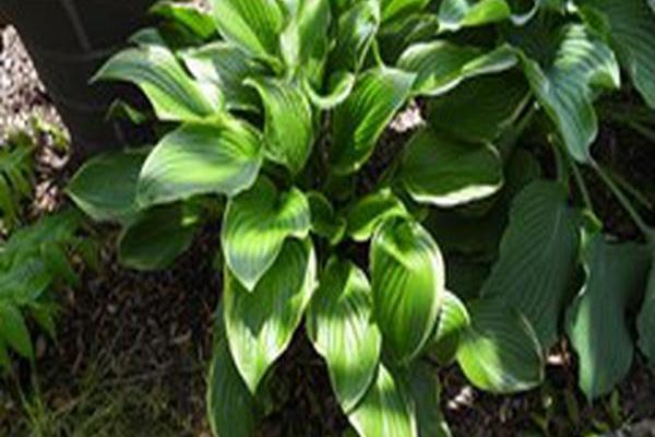 Hosta \x27Fragrant Fire\x27 Hosta \x27Fragrant Fire\x27