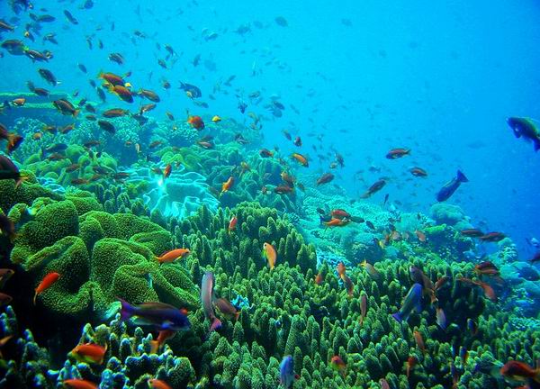 海洋生態自然保護區(海南萬寧海洋生態自然保護區)