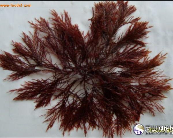 紅藻——石花菜