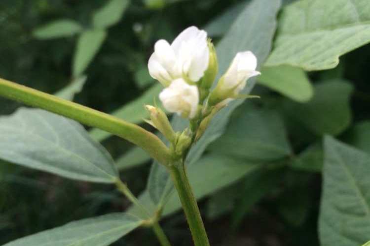 花黃豆 花黃豆