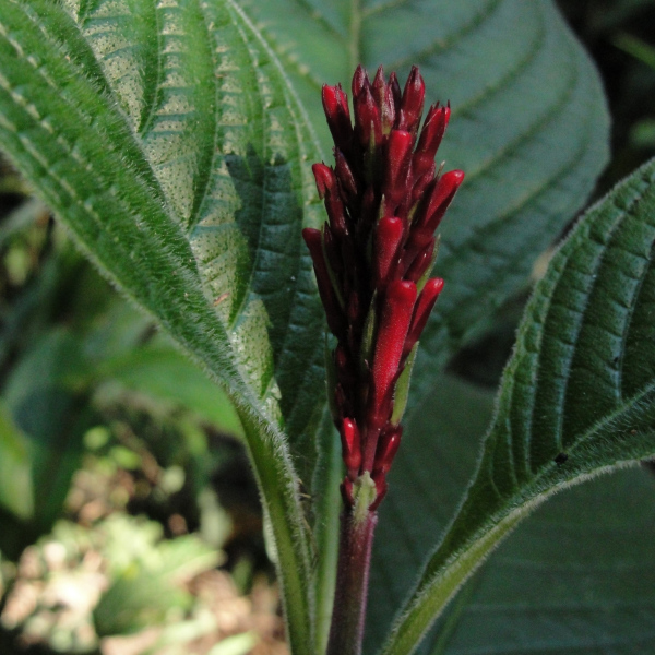 Odontonema barlerioides