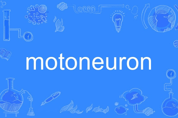 motoneuron motoneuron