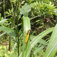 樹穴蜻蜓 樹穴蜻蜓