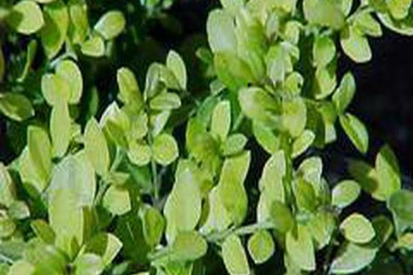 Ilex crenata \x27Golden Gem\x27 Ilex crenata \x27Golden Gem\x27