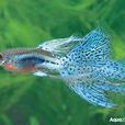 輻射魚 輻射魚