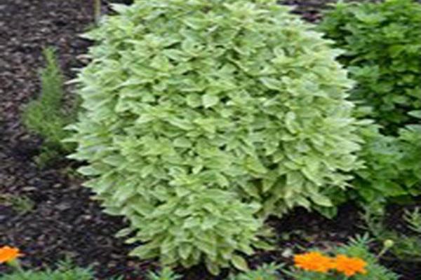 Ocimum × citriodorum \x27Pesto Perpetuo\x27