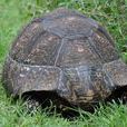 Tortoise(英文單詞)