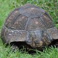 Tortoise(英文單詞) Tortoise(英文單詞)