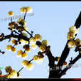 臘梅花花語(梅花語) 臘梅花花語(梅花語)