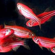 紅斑馬魚