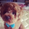 玩具貴賓犬